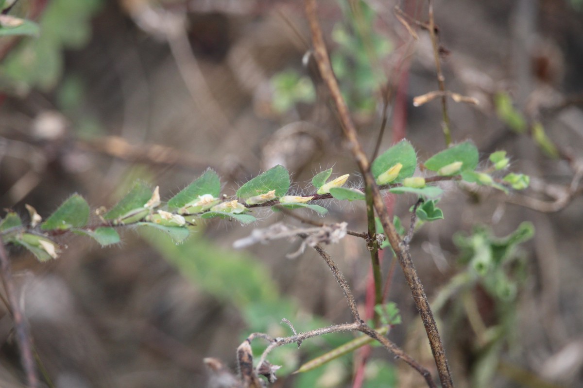 Crotalaria hebecarpa (DC.) Rudd
